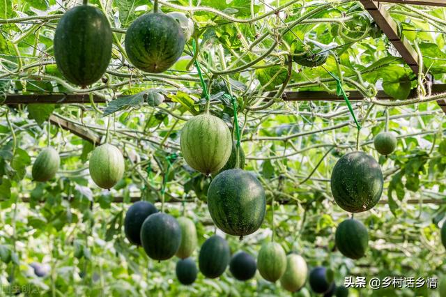 7月开始这几种秋菜准备种植了，正是好时候，错过再等一年