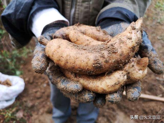 天麻被炒，商家吹嘘每亩赚10万，种了卖不掉，黑心商家的骗局