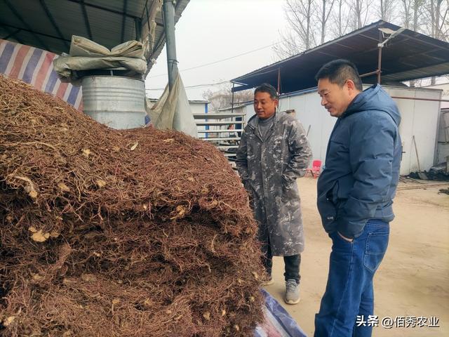 疫情下的商机：3种中药材走俏，农民可以发展种植吗？