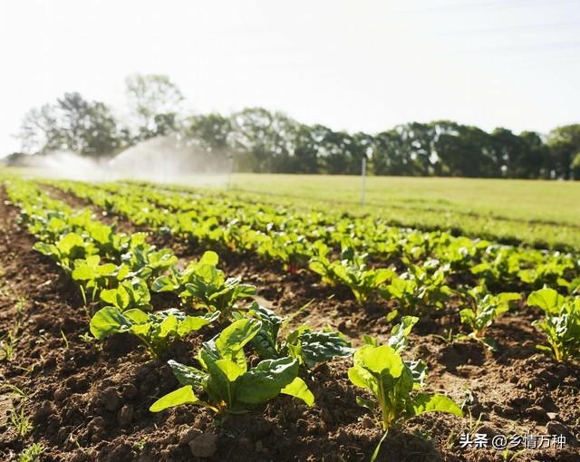 室内蔬菜种植，比你想象的更容易！