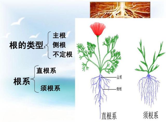 苗木移栽前，为什么要先进行修剪？