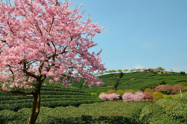 看樱花不必赴日本，中国5大赏樱胜地，春天花海绚烂，你去过几个