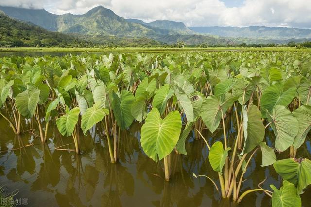 槟榔芋丰收种植技术，掌握适时移栽.施足基肥措施，有效提高效益