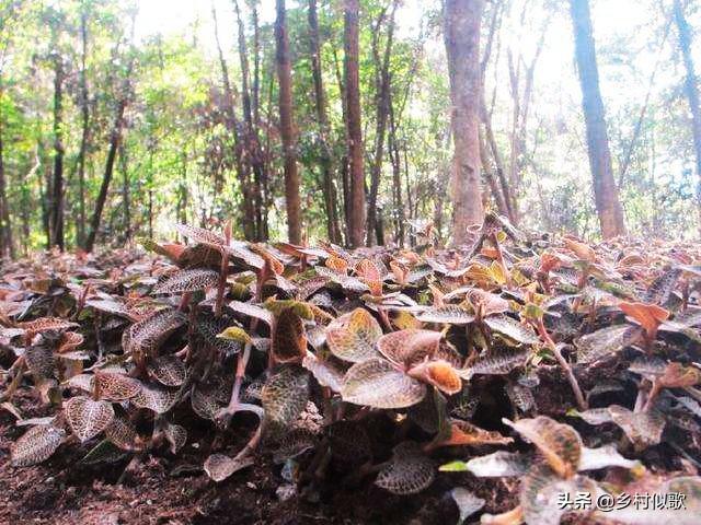 农村的天地大，种植什么植物效益好赚钱多呢？