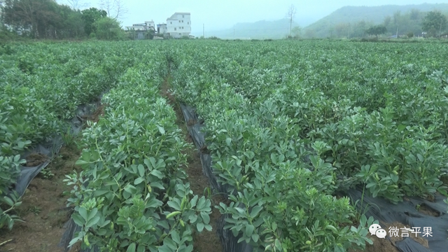 平果：太平镇“冬闲田”种植蚕豆喜获丰收