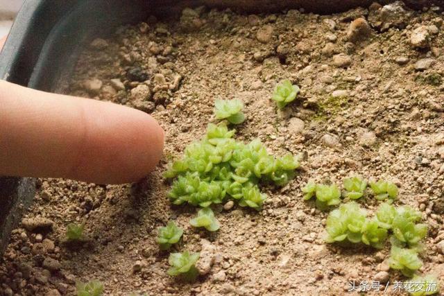 用多肉植物的种子培育盆栽，几个星期就能生根发芽