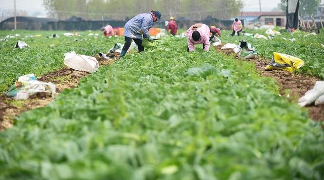 河南洛阳：“订单式”特色产业助力乡村振兴