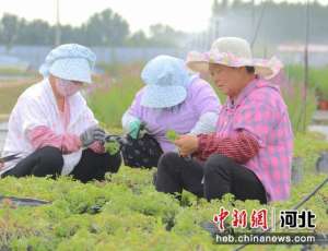 大型花卉苗木种植基地(河北固安：花卉苗木产业拓宽致富路)