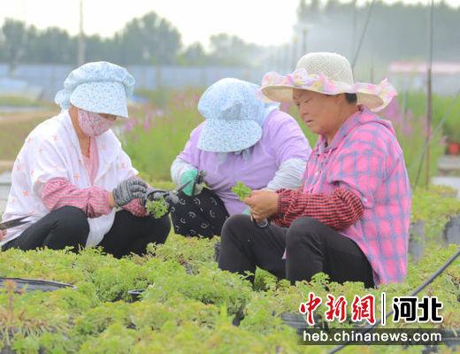 河北固安：花卉苗木产业拓宽致富路