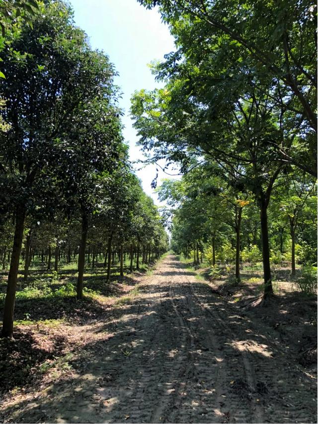 新市场启动，你的苗木能够“靠喘气挣钱”了