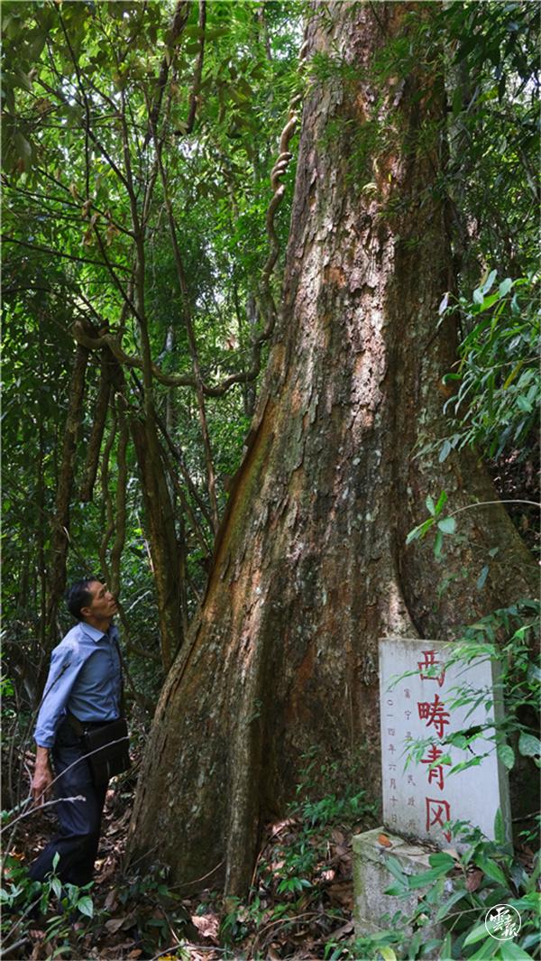 cop15丨壮族汉子30多载守护8棵“极危种”西畴青冈