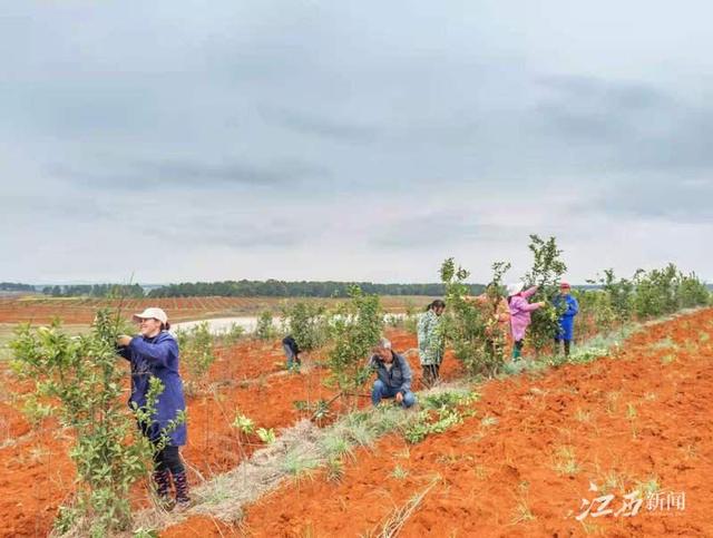 政府补贴75%的保费，樟树助力种植户给道地中药材上保险