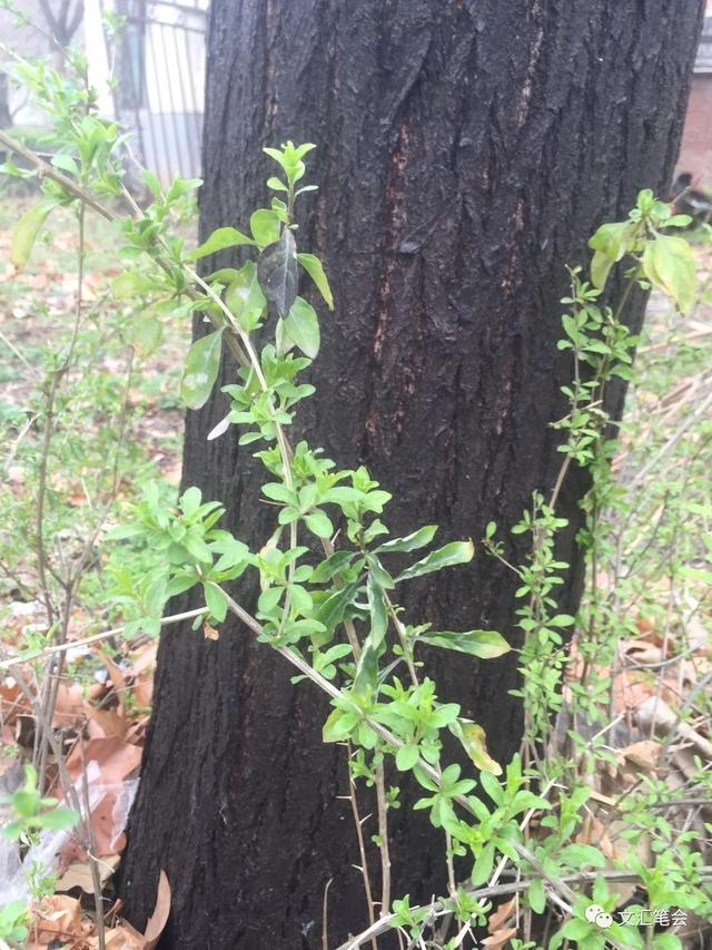 错失了蒿与荠菜的这个早春｜何频