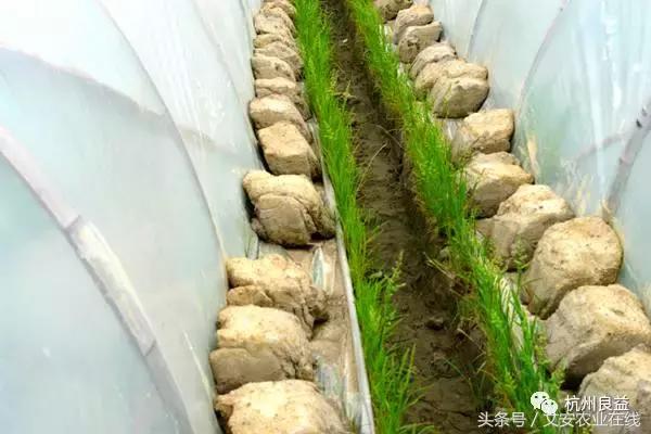 西瓜全程种植技术方案