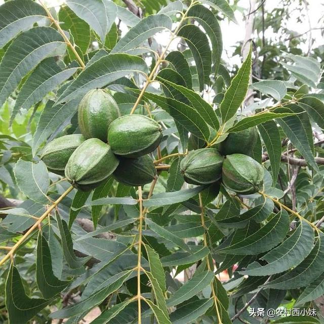 碧根果种植如何实现高产？碧根果的高产种植技术