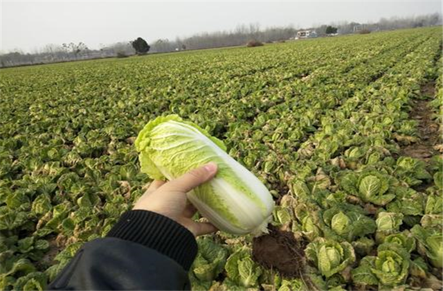 倍受青睐的娃娃菜，种植方法又是怎样的？主要还是害虫的防治