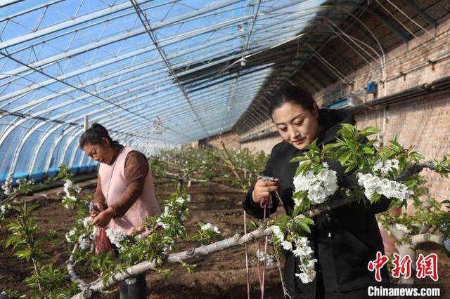 内蒙古新生村迎新“春”：樱桃花开葡萄冒芽 特色种植富农家