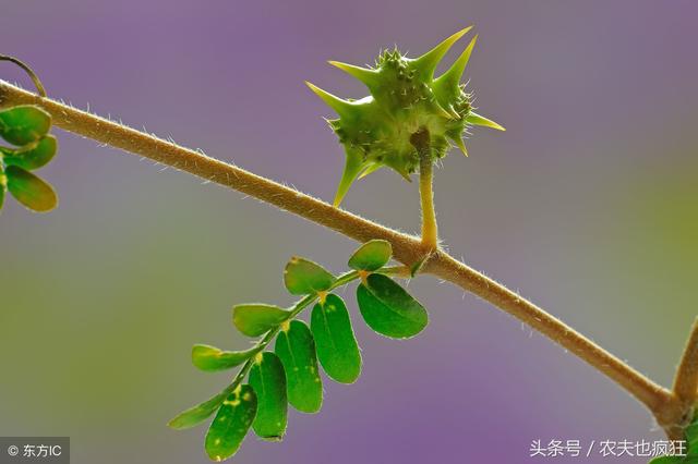 农村一种害草，青鲜时可做饲料，果实浑身是刺，入药能平肝明目