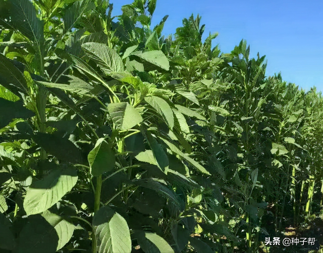 春播高产牧草，美国籽粒苋，粗蛋白是玉米的2倍，一亩能养20头猪