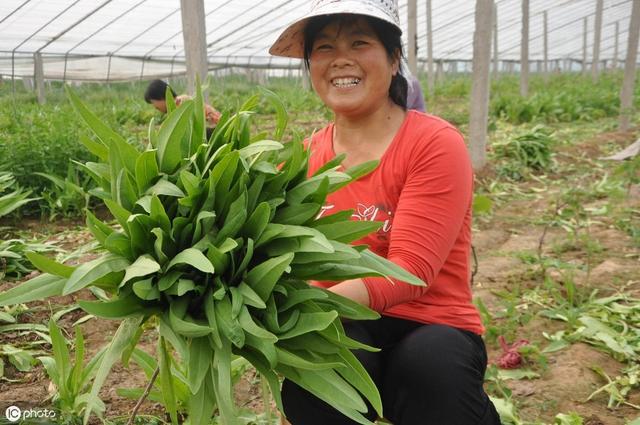 想要多方面了解油麦菜吗？来具体看它的种植方法吧