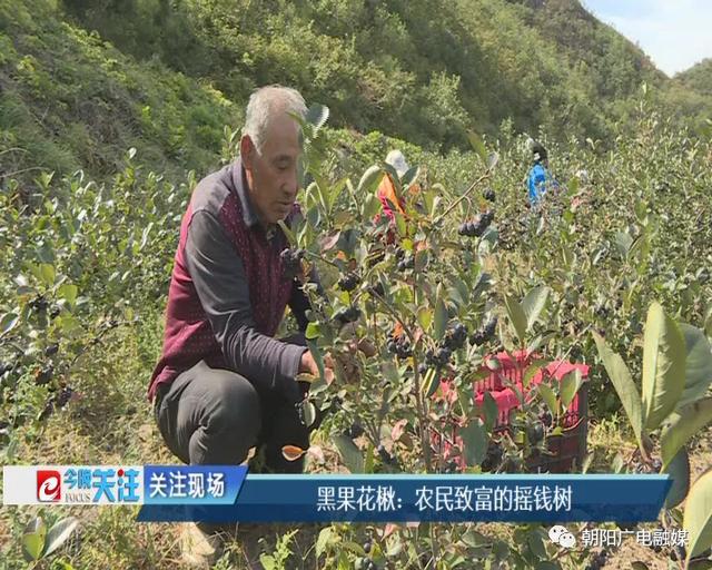 黑果花楸：朝阳农民致富的摇钱树