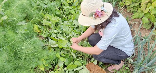 田园晓月家庭种菜不打药，防虫杀虫经验全总结在这里，太实用了