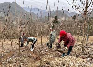 湖北中药种植(鹤峰邬阳：林下药材种植让“青山”变“金山”)