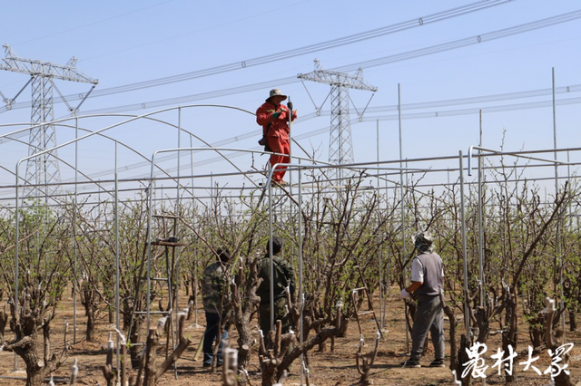 冬枣大棚政府全额垫资，枣农分期付款，每年每亩只需1000元