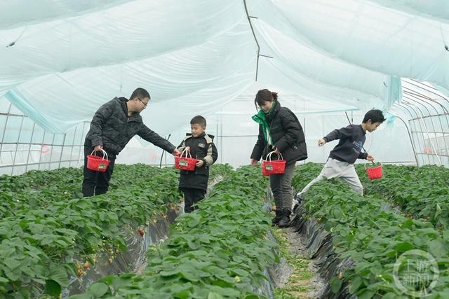 重庆北碚：水果种植规模化 助力乡村振兴