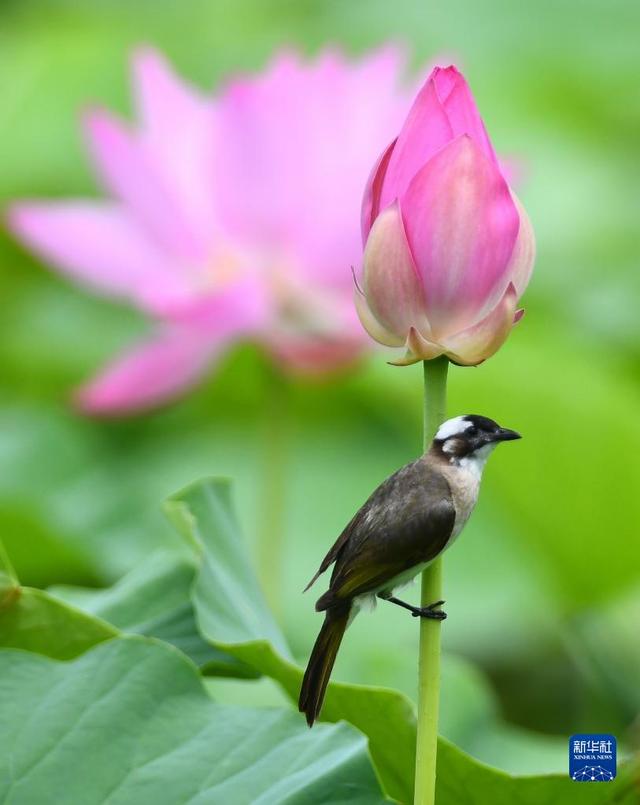 夏日荷花美