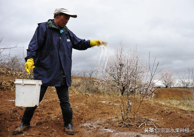 栽植杨梅树，如何才能优质丰产？掌握氮磷钾肥使用量果实要不完