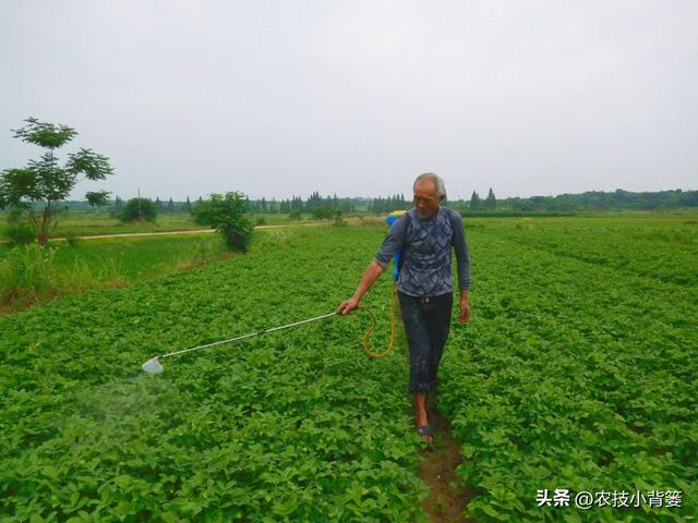 如何让花生实现增产增收？开花结荚期重点抓好4项田间管理