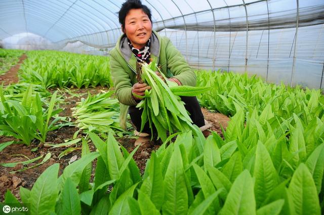 想要多方面了解油麦菜吗？来具体看它的种植方法吧