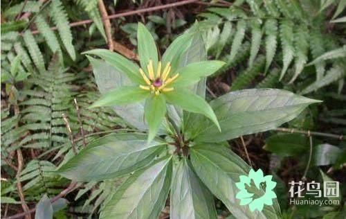 七叶一枝花种植方法