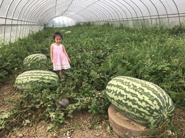 大棚种植西瓜如何高产栽培，需要掌握那些栽培技术，看完你就懂了