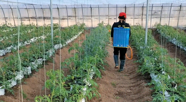 闷棚太麻烦？换成无土栽培，种植蔬菜产量高，而且没有重茬