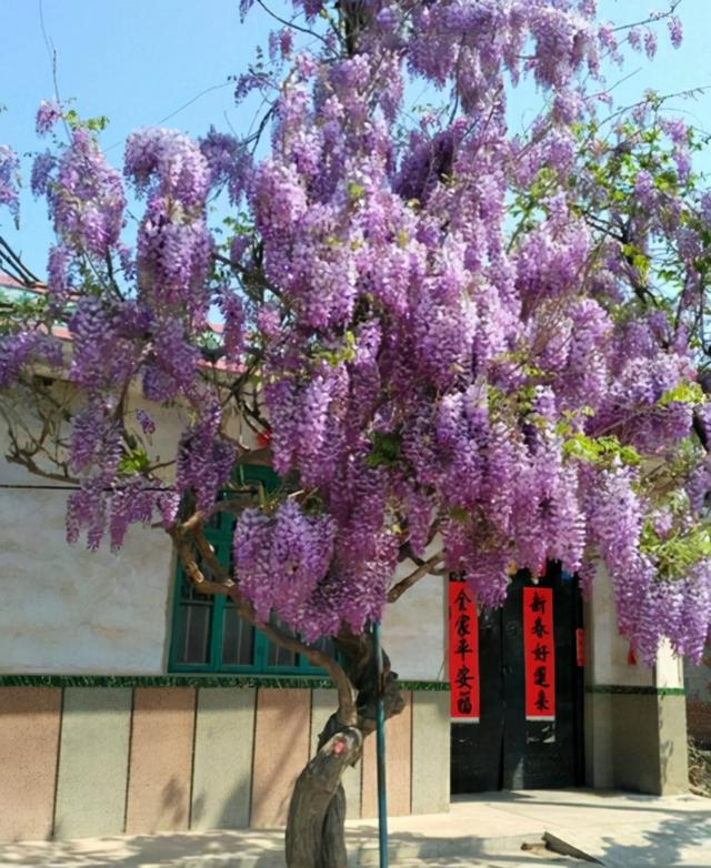 6种吉祥树，都有长寿命，高档寓意好，适合养在家里