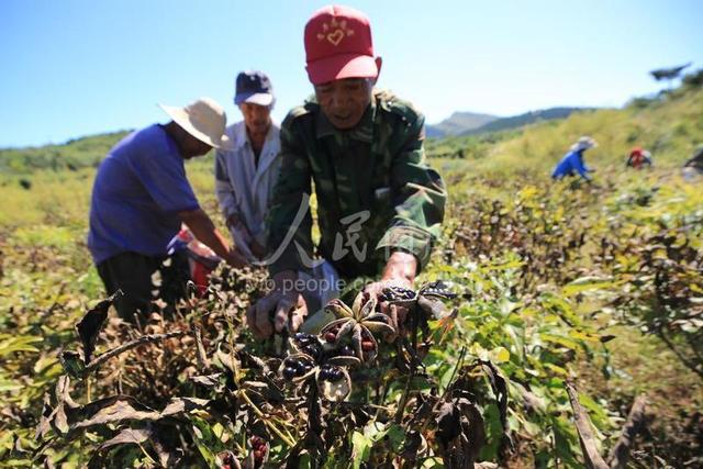 河北迁西：油用牡丹种植助力增收致富