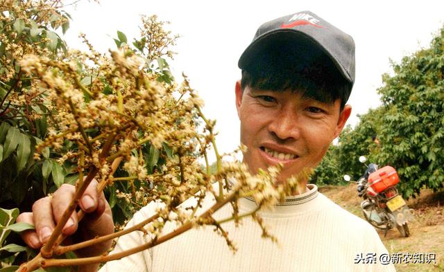 荔枝栽培技术，农民种植要掌握这10招，一定稳妥