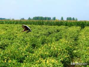 辣椒种植成本与利润(农民种植一种辣椒，5亩净赚30000元，不敢雇人干活，原因在哪里？)