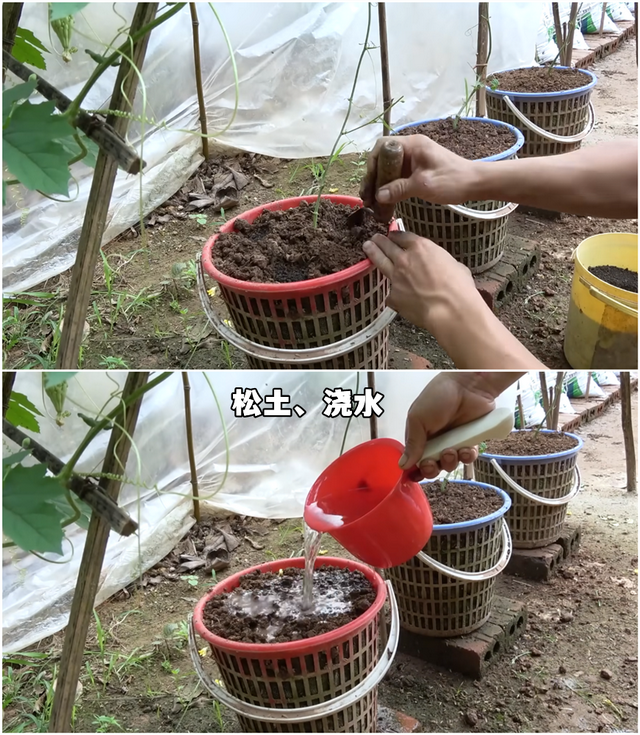 腾空院子一角，劈几根竹子搭架子，自己动手种苦瓜，随便摘不花钱