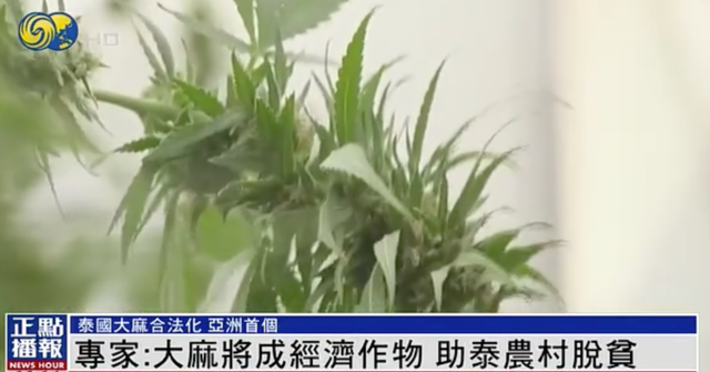 泰国成为亚洲首个大麻合法化国家，其背后推动力是什么？