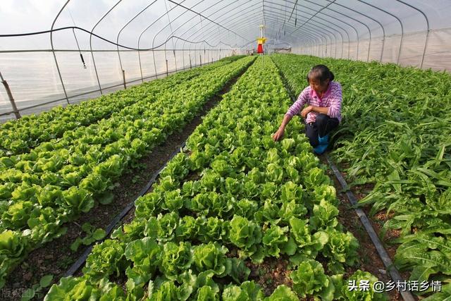 给白菜和萝卜追肥，用茶籽饼试一试，防虫还高产