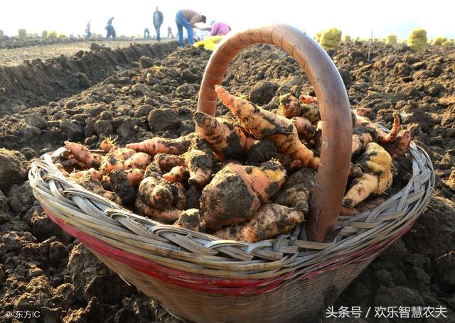 地黄虽好，但是种植前这4点需要搞清，不然赔了夫人又折兵