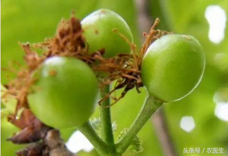 敲黑板！划重点！樱桃树夏季管理要点！