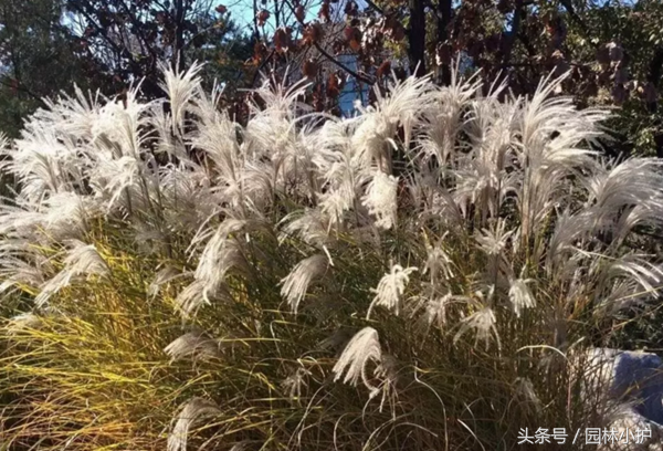 芒草之中国芒8大品种