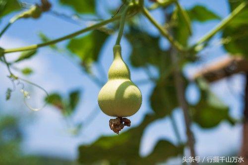 济南章丘马友谊葫芦基地，一个生机勃勃的葫芦世界