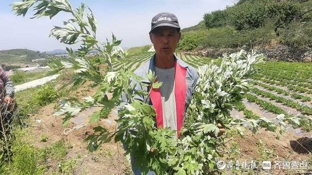 蹲点报告丨济南钢城棋山村民的艾草致富路