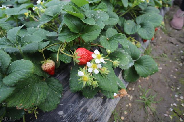 以闵行区为例，无公害草莓栽培技术，种植户值得借鉴