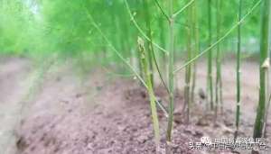 芦笋种植技术和管理(芦笋高产种植技术以及管理要点)